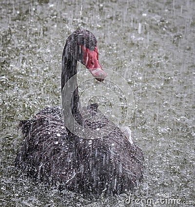 The black swan in the rain Stock Photo