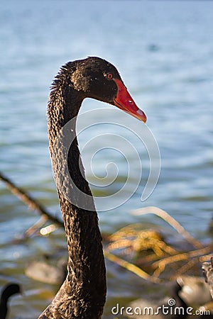 Black Swan in a River Stock Photo