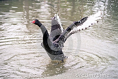Black Swan Spreading Wings Wide Open Stock Photo