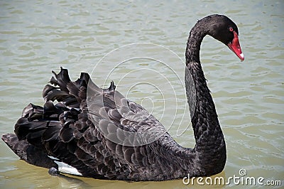 Black Swan swimming in the water Stock Photo