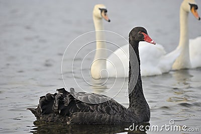 Black swan Stock Photo