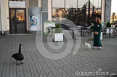 A black swan walks along the sidewalk. Editorial Stock Photo
