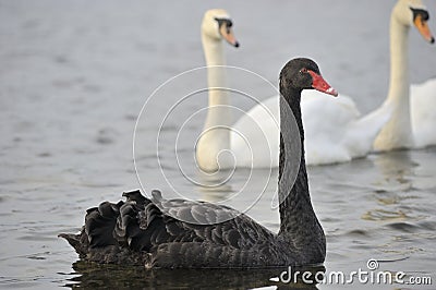 Black Swan with a young swan behind. Stock Photo