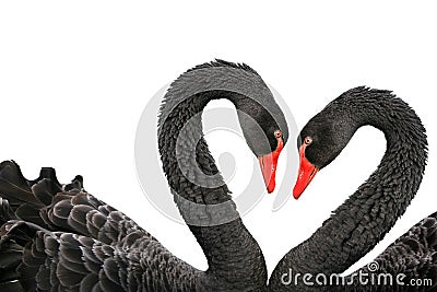 Black swans Stock Photo