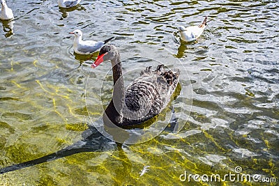 Black swans and ducks swimming in St James`s Park Lake in St James`s Park, London, England, UK Stock Photo