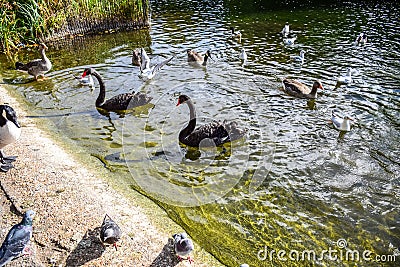 Black swans and ducks swimming in St James`s Park Lake in St James`s Park, London, England, UK Stock Photo