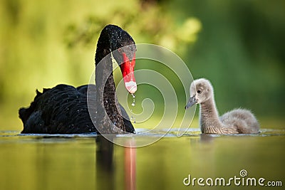 Black swans family Stock Photo