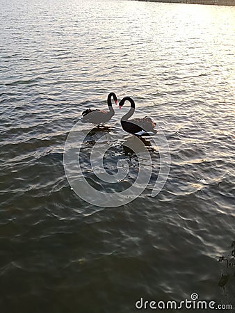 Black swans in love, wetland lake Stock Photo