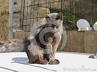 Black tabby cat animal of class Mammalia mammals Stock Photo