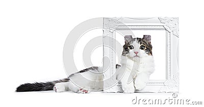 Black tabby with white American Curl cat / kitten Stock Photo