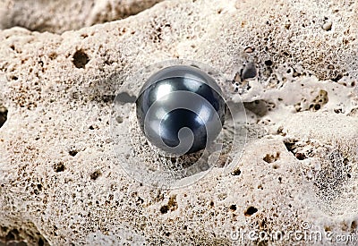 Black Tahitian Pearl. Stock Photo