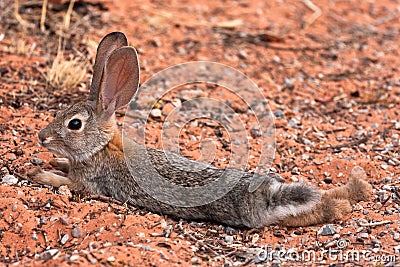 Black Tailed Desert Jack Rabbit Stock Photo