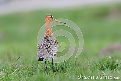 Black-tailed Godwit Stock Photo