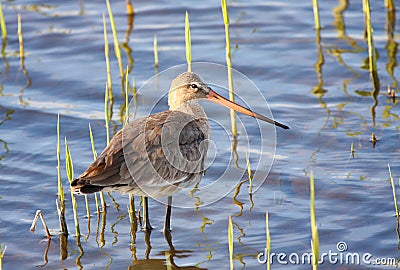 Black-tailed godwit Stock Photo