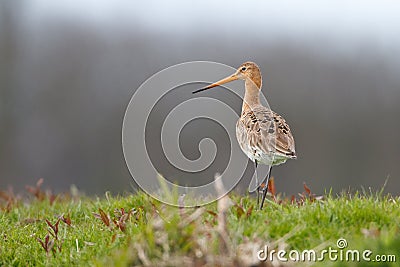 Black tailed godwit Stock Photo