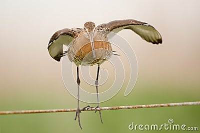 Black-tailed godwit Stock Photo