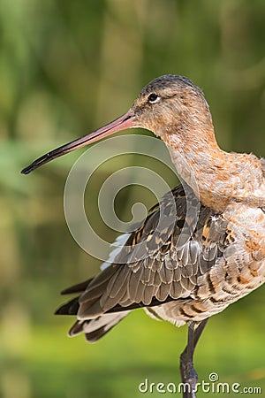 Black-tailed Godwit bird. Beautiful ornithology and nature image Stock Photo