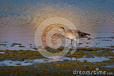 A Black-tailed Godwit, Limosa limosa, wader. UK. Stock Photo