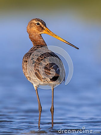 Black tailed Godwit looking backward Stock Photo