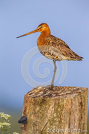 Black-tailed Godwit on post Stock Photo