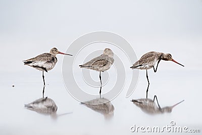 Black tailed godwit stood on water Stock Photo