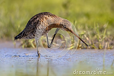 Black-tailed Godwit wader bird scratching neck Stock Photo