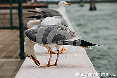 Black-tailed gulls standing on the white border on the body of the water Stock Photo