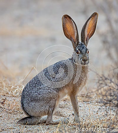 Black Tailed Jackrabbit Stock Photo