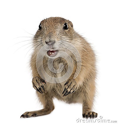 Black-tailed prairie dog, Cynomys ludovicianus Stock Photo