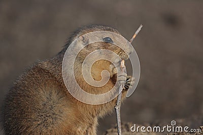 A black tailed prairie dog (Cynomys ludovicianus) Stock Photo