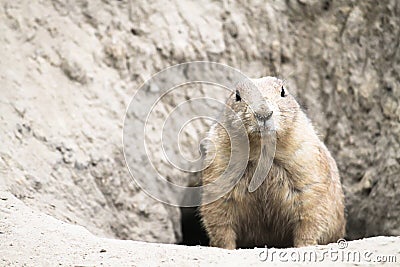 Black-Tailed Prairie Dog Cynomys ludovicianus close shot portrait coming out of underground tunnel hole. Cute animal. Stock Photo