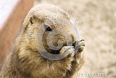 Black-Tailed Prairie Dog Cynomys ludovicianus head shot portrait with hands next to mouth. This rodent lives in large colonies Stock Photo