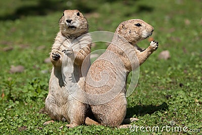 Black-tailed prairie dog Cynomys ludovicianus. Stock Photo