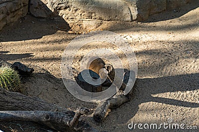 Black tailed prairie dogs Cynomys ludovicianus in zoo Barcelona Editorial Stock Photo