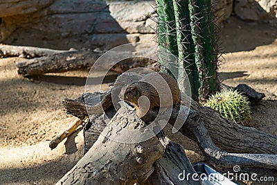 Black tailed prairie dogs Cynomys ludovicianus in zoo Barcelona Editorial Stock Photo