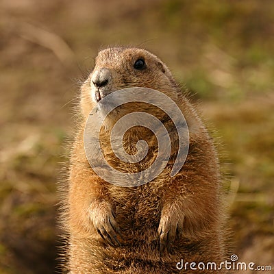 Black-tailed Prairie Marmot - Cynomys ludovicianus Stock Photo