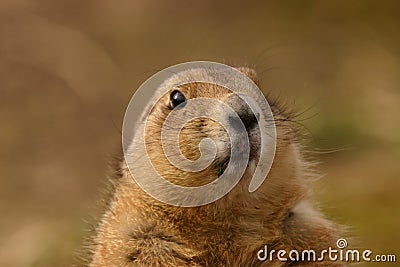 Black-tailed Prairie Marmot - Cynomys ludovicianus Stock Photo