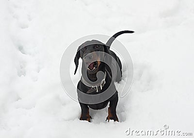 Black and tan barking dachshund in snow Stock Photo