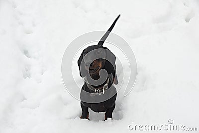 Black and tan barking dachshund in snow Stock Photo