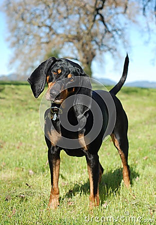 Black and Tan Coonhound Stock Photo