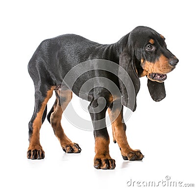 Black and tan coonhound Stock Photo