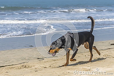 Black and tan coonhound Stock Photo