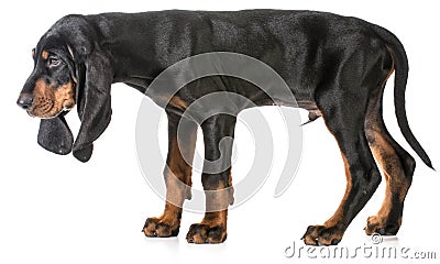 Black and tan coonhound Stock Photo