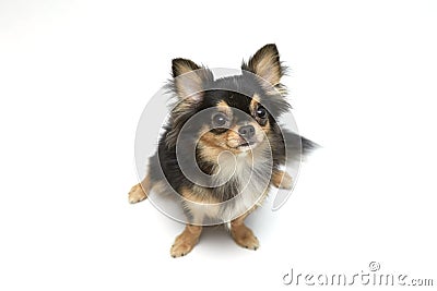 Black and tan cream long coated Chihuahua over white background Stock Photo