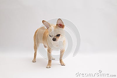 Black and tan cream long coated Chihuahua over white background Stock Photo