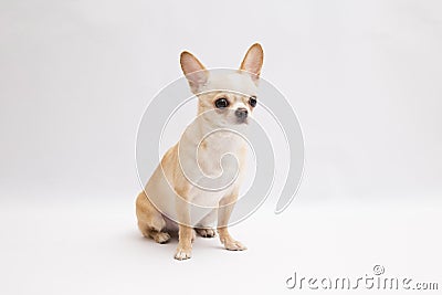 Black and tan cream long coated Chihuahua over white background Stock Photo