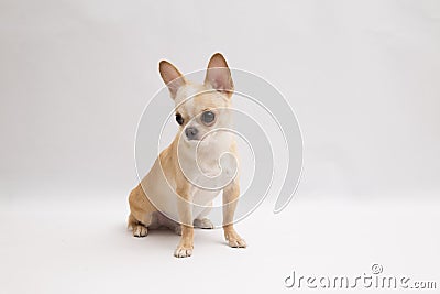 Black and tan cream long coated Chihuahua over white background Stock Photo