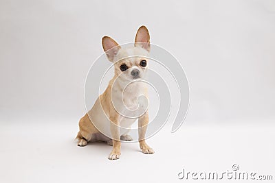 Black and tan cream long coated Chihuahua over white background Stock Photo