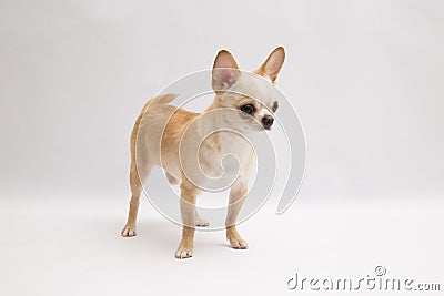 Black and tan cream long coated Chihuahua over white background Stock Photo