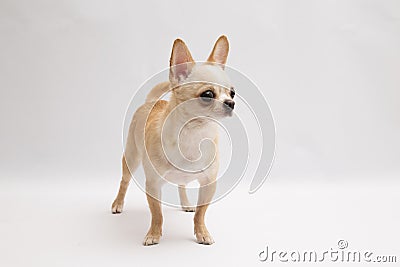 Black and tan cream long coated Chihuahua over white background Stock Photo